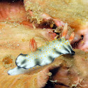 Hypselodoris bollandi