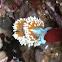 Nudibranch