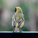 Southern Masked Weaver