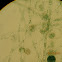 Nostoc Anabaena azollae