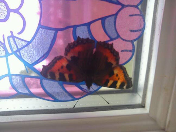 Spotting Image 1
