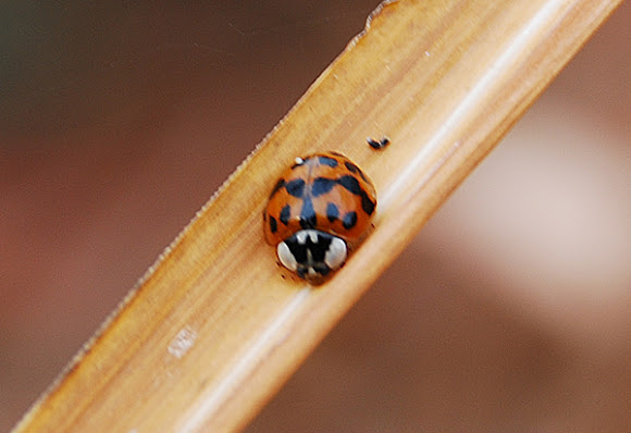 Spotting Image 1