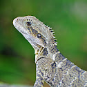 Eastern Water Dragon