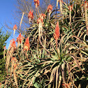 Krantz Aloe