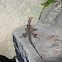 Eastern Water Dragon