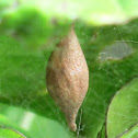 Egg Sac Two-spined Spider