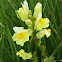 Yellow Toadflax