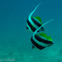 Longfin bannerfish