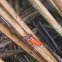Strawberry Poisen Dart Frog