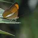 Smooth banded sister
