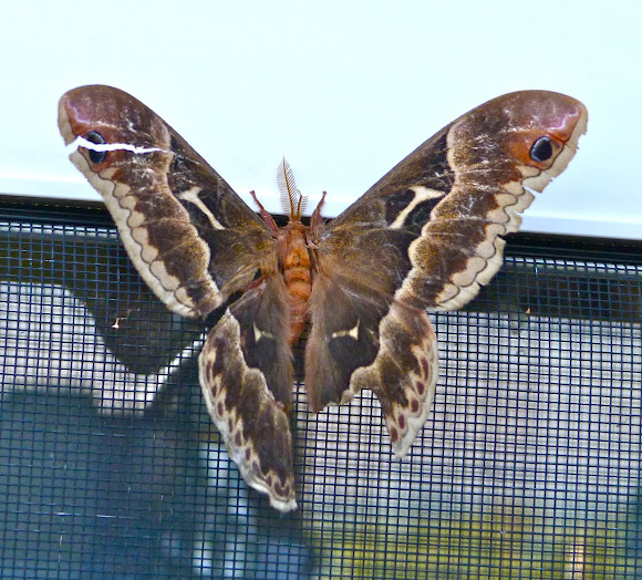 Spotting Image 1