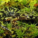 Green Salamander
