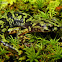 Green Salamander