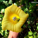 Floripondio