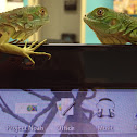 Green Iguana