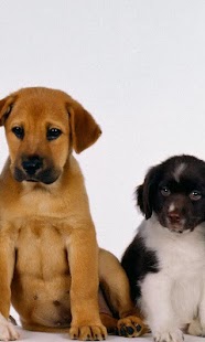How to mod Lovely Dogs Wallpapers 1.0 apk for bluestacks