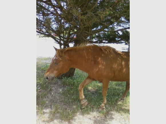 Spotting Image 1
