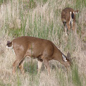 deer