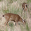 deer
