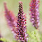 Leadplant