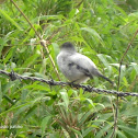 Tiranuelo saltarroyo, Torrent tyrannulet