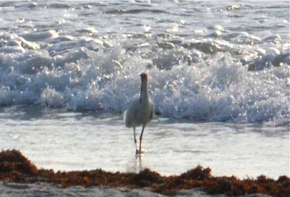 Spotting Image 1