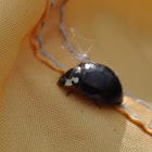 Fifteen-spotted Lady Beetle