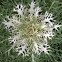 Endive