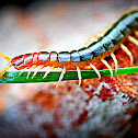 Centipede
