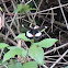 Orchard Swallowtail Butterfly