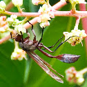 Thread-Waisted Wasp