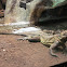 Philippine sailfin lizard