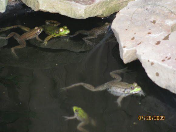 Spotting Image 1
