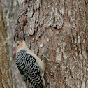 Red-bellied Woodpecker