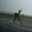 Mantid