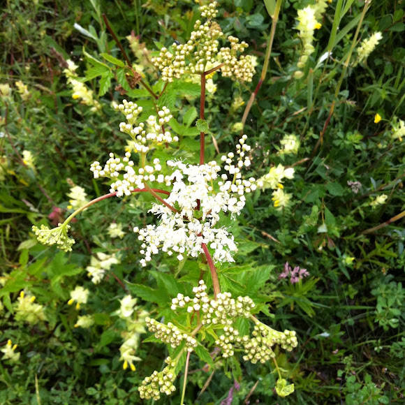 Spotting Image 1
