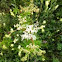 Moerasspirea