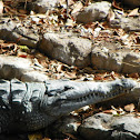 American Crocodile