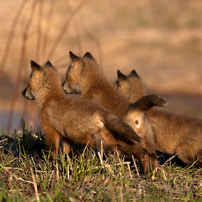 by Rachel Bilodeau - Animals Other Mammals