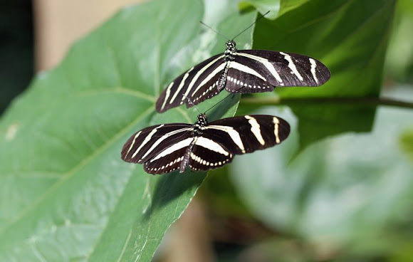 Spotting Image 1