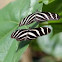Zebra Longwing