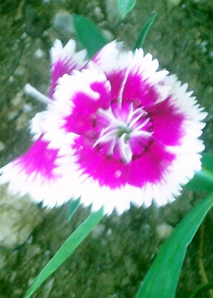Spotting Image 1