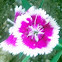 Dianthus