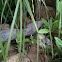 Blue tongued lizard