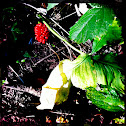 Jack-in-the-Pulpit