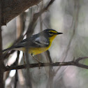 Adelaide's Warbler