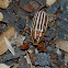 Ten lined june beetle