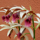 Nun's Orchid