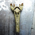 Cossid moth