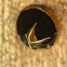 Baby house wren